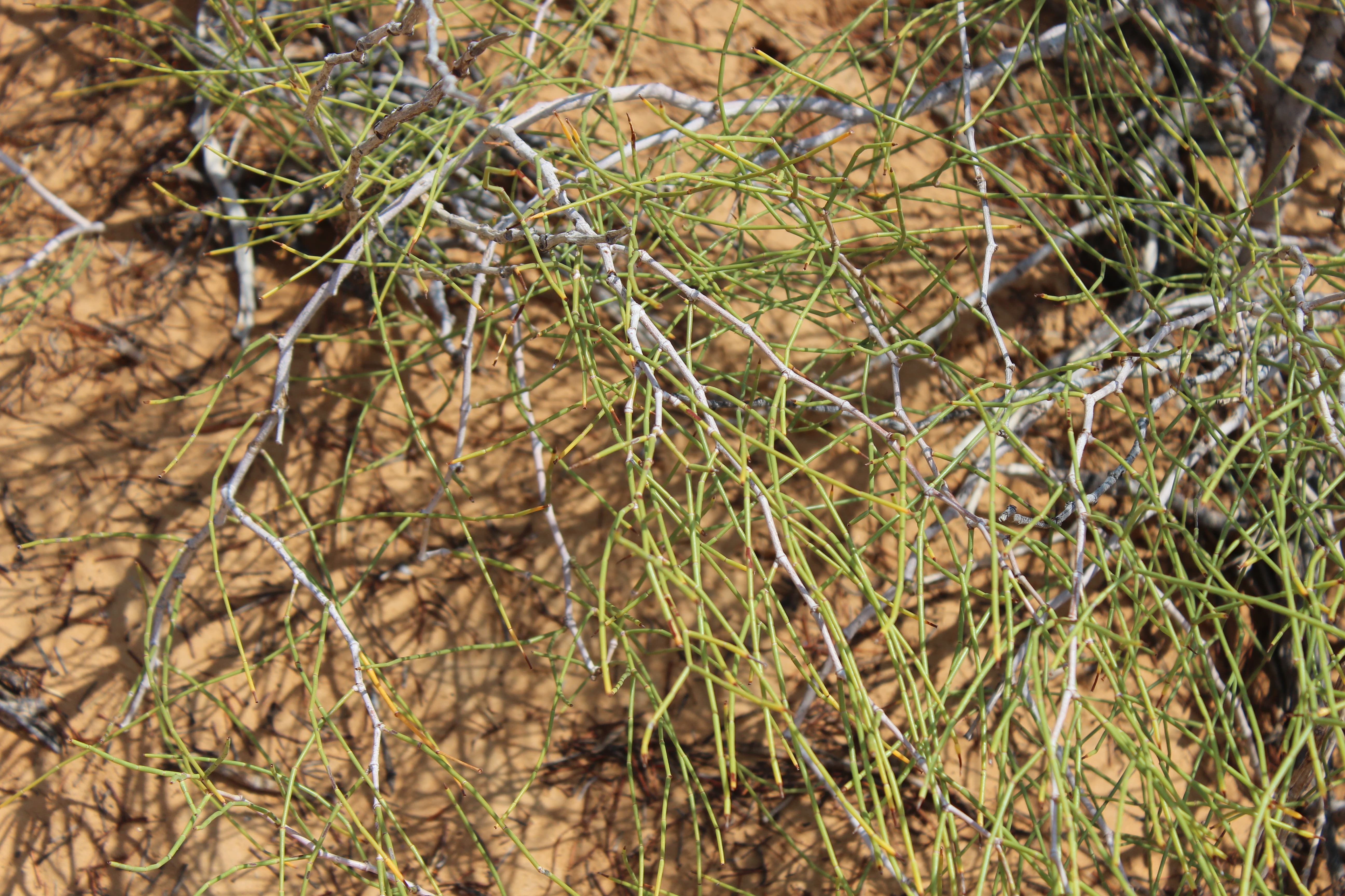 Plant Image